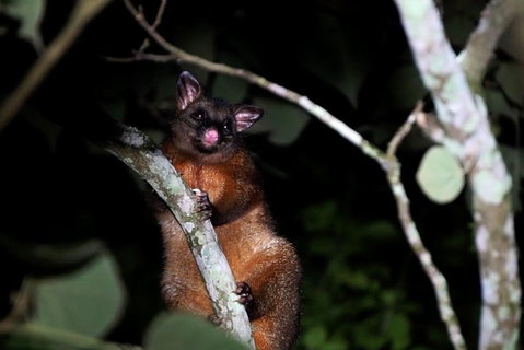 Atherton Tablelands Rain Forest By Night From Cairns - Accommodation Brunswick Heads 4