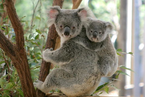 Lone Pine Koala Sanctuary Admission With Brisbane River Cruise - Accommodation Brunswick Heads 3