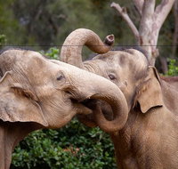 Melbourne Zoo General Entry Ticket - Accommodation Brunswick Heads