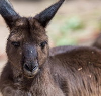 Australian Wildlife Tour at Melbourne Zoo Ticket - Accommodation Brunswick Heads
