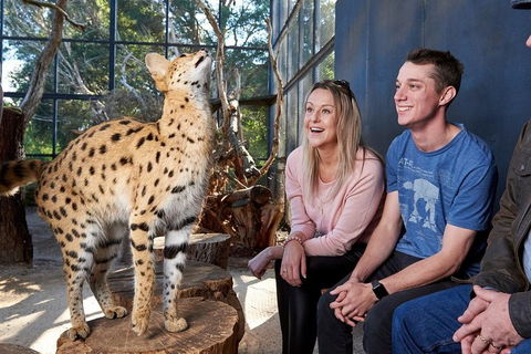 African Cat Encounter At Werribee Open Range Zoo - Accommodation Brunswick Heads 0