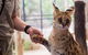 African Cat Encounter At Werribee Open Range Zoo - thumb 1