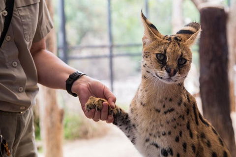 African Cat Encounter At Werribee Open Range Zoo - Accommodation Brunswick Heads 1