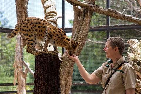 African Cat Encounter At Werribee Open Range Zoo - Accommodation Brunswick Heads 2