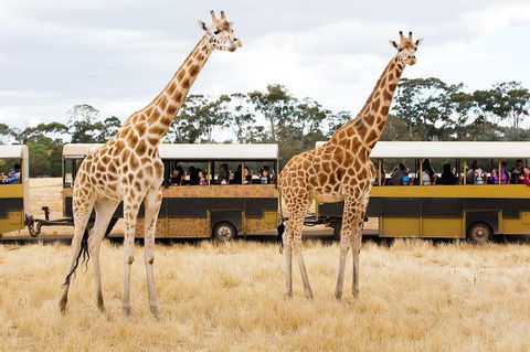 Werribee Open Range Zoo General Admission Ticket - Accommodation Brunswick Heads 2