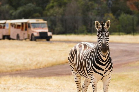 Werribee Open Range Zoo General Admission Ticket - Accommodation Brunswick Heads 5