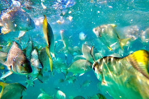 Moreton Island Day Trip (Kayak, Snorkel & Sandboard) Frm Brisbane Or Gold Coast - Accommodation Brunswick Heads 1