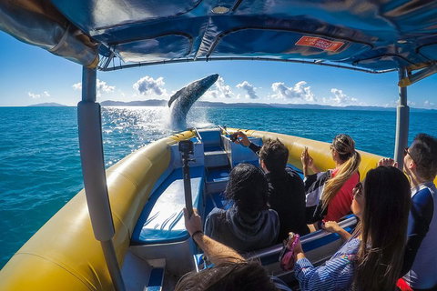Ocean Rafting Tour To Whitehaven Beach, Hill Inlet Lookout & Top Snorkel Spots - Accommodation Brunswick Heads 4