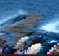 Tangalooma Island Resort Whale Watching Day Cruise - Accommodation Brunswick Heads