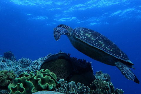 3 Day Whitsundays Sailing And Diving Adventure: Kiana - Accommodation Brunswick Heads 2