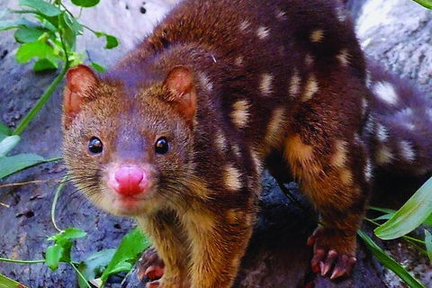 Hartley's Crocodile Adventures Breakfast With The Koalas - Accommodation Brunswick Heads 2