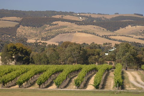 McLaren Vale And Glenelg Wine Tasting And Sightseeing (Half-day Afternoon) - Accommodation Brunswick Heads 2