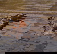 Litchfield and Jumping Crocodiles Full Day Trip from Darwin - Accommodation Brunswick Heads