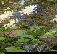 Yellow Water Cruise - Kakadu - Accommodation Brunswick Heads