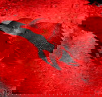 Small-Group Kangaroo Island 4WD Night Tour - Accommodation Brunswick Heads