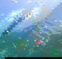 Manly Snorkel Trip and Nature Walk with Local Guide - Accommodation Brunswick Heads