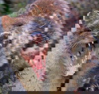 After Dark Tasmanian Devil Feeding Tour at Cradle Mountain - Accommodation Brunswick Heads