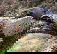 Day Keeper Tour - Accommodation Brunswick Heads