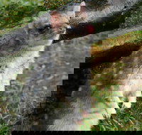 1-Hour Tasmanian Devil Feeding Day Tour at Cradle Mountain - Accommodation Brunswick Heads