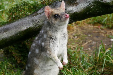 1-Hour Tasmanian Devil Feeding Day Tour At Cradle Mountain - Accommodation Brunswick Heads 0