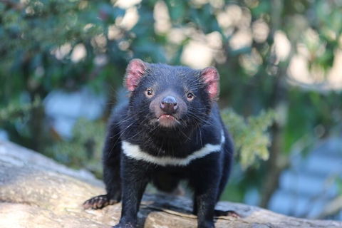 1-Hour Tasmanian Devil Feeding Day Tour At Cradle Mountain - Accommodation Brunswick Heads 1