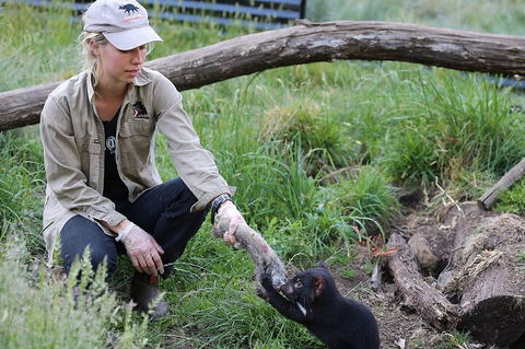 1-Hour Tasmanian Devil Feeding Day Tour At Cradle Mountain - Accommodation Brunswick Heads 2