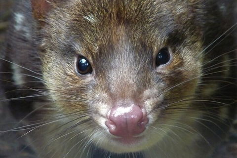 1-Hour Tasmanian Devil Feeding Day Tour At Cradle Mountain - Accommodation Brunswick Heads 3