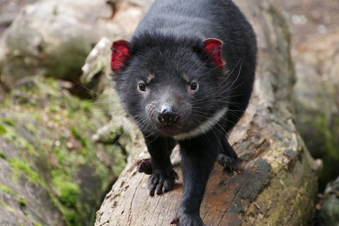 1-Hour Tasmanian Devil Feeding Day Tour At Cradle Mountain - Accommodation Brunswick Heads 4