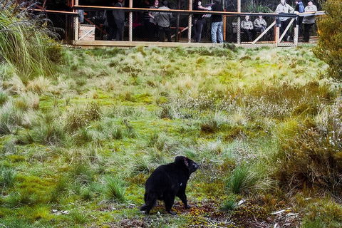 1-Hour Tasmanian Devil Feeding Day Tour At Cradle Mountain - Accommodation Brunswick Heads 5
