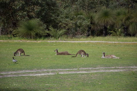 Yanchep & Lancelin - Wildlife, Cave And Sands - Accommodation Brunswick Heads 0