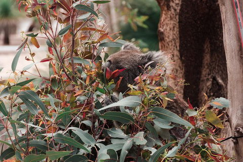 Yanchep & Lancelin - Wildlife, Cave And Sands - Accommodation Brunswick Heads 1