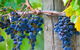 Yarra Valley, Dandenong Ranges Inc. Lunch With Wine,plus Morning Tea,chocolate - thumb 0