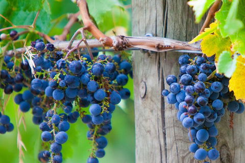 Yarra Valley, Dandenong Ranges Inc. Lunch With Wine,plus Morning Tea,chocolate - Accommodation Brunswick Heads 0