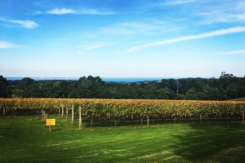 Yarra Valley Private Car Winery Tour And Chocolate.1-7 Passengers One Car Price - Accommodation Brunswick Heads 0