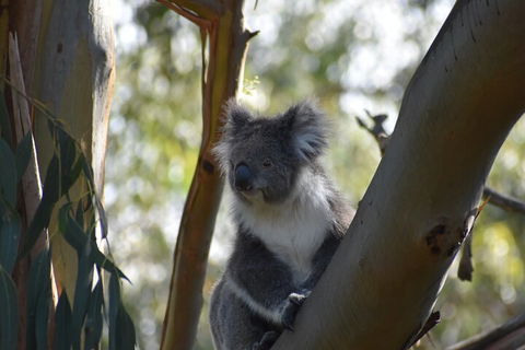 Healesville Sanctuary And Phillip Island Wildlife Bus Tour - Accommodation Brunswick Heads 0