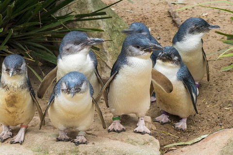 Healesville Sanctuary And Phillip Island Wildlife Bus Tour - Accommodation Brunswick Heads 2