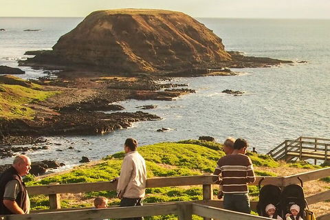 Healesville Sanctuary And Phillip Island Wildlife Bus Tour - Accommodation Brunswick Heads 3