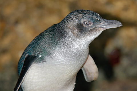 Healesville Sanctuary And Phillip Island Wildlife Bus Tour - Accommodation Brunswick Heads 4