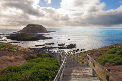 Healesville Sanctuary And Phillip Island Wildlife Bus Tour - Accommodation Brunswick Heads 5