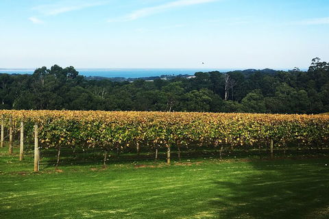 Yarra Valley Wine Tour Inc Lunch With A Glass Of Wine, Tastings And Chocolate - Accommodation Brunswick Heads 2