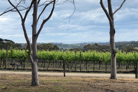 Yarra Valley Wine Tour Inc Lunch With A Glass Of Wine, Tastings And Chocolate - Accommodation Brunswick Heads 3