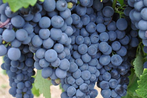 Barossa Valley Cellar Doors Luxury Wine Tour - Accommodation Brunswick Heads 4