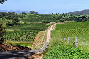 The Complete Hunter Valley Wine Tour of Pokolbin, Mt View, Lovedale and Rothbury