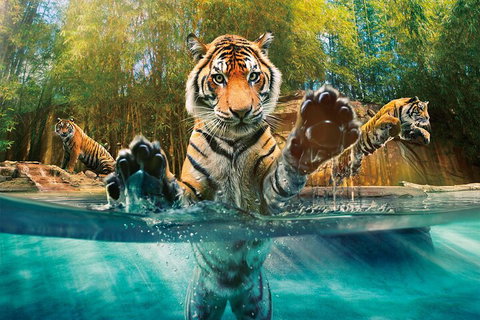Croc Express To Australia Zoo From Gold Coast - Accommodation Brunswick Heads 3