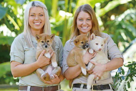 Croc Express To Australia Zoo From Gold Coast - Accommodation Brunswick Heads 4