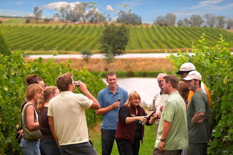 Yarra Valley Balloon Flight And Winery Tour - Accommodation Brunswick Heads 4