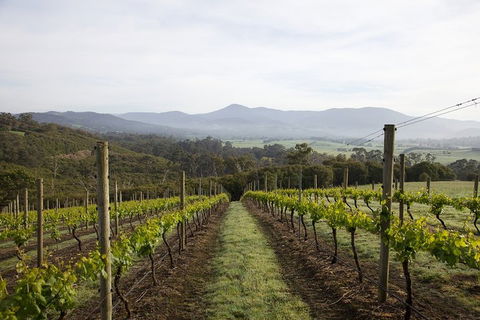 Yarra Valley 2-6 Guests Premium Food And Wine Inc Lunch At Dominique Portet - Accommodation Brunswick Heads 1