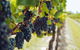 Yarra Valley 2-6 Guests With Lunch And Gin Tasting At Four Pillars - thumb 1