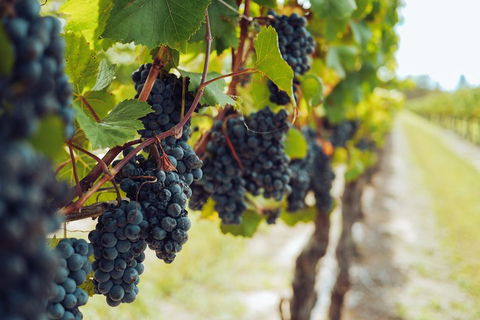Yarra Valley 2-6 Guests With Lunch And Gin Tasting At Four Pillars - Accommodation Brunswick Heads 1
