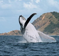Byron Bay Whale Watching Cruise - Accommodation Brunswick Heads